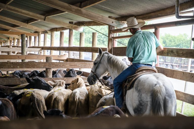 Cattleman’s Brenham Livestock Auction Wilcox Media & Marketing